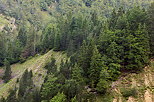 Photo of a coniferous forest in the mountains of Haut Jura Natural Park