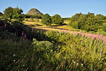 Picture of a summer landscape around Gerbier de Jonc mountain