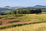 Image de prairies en fleurs dans la Montagne Ardchoise