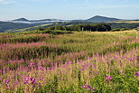 Photographie d'pilobes en fleurs dans les prs de la Montagne Ardchoise