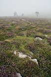 Photographie de la bruyre et du brouillard sur le Suc de la Lauzire en Ardche