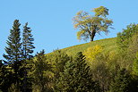 Photo de la vgtation de moyenne montagne en Haute Savoie