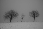 Image de trois arbres dans la neige et le brouillard