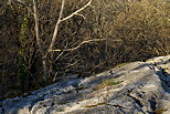 Photo du sol calcaire bord d'arbres et d'arbustes sur le lapiaz de Chaumont