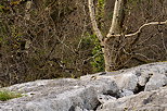 Photo du dbut du printemps sur le lapiaz de Chaumont en Haute Savoie