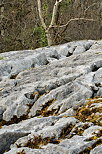 Photographie d'arbres et de rochers sur le lapiaz de Chaumont