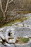 Photo d'un lapiaz bord par la fort au printemps