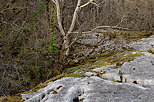 Image de forêt et de calcaire érodé sur le lapiaz de Chaumont en Haute Savoie