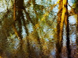 Photo de reflets d'arbres sur un étang