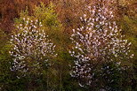 Photographie d'arbres en fleurs au printemps