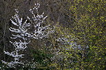 Photo d'arbres en fleurs dans la campagne de Haute Savoie