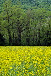 Photographie d'un champ de colza en fleurs au printemps