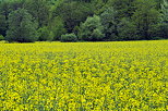 Image de colza en fleur dans la valle des Usses en Haute Savoie