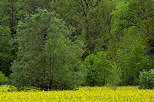 Photographie d'un champ de colza en fleur  l'ore de la fort