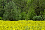 Photographie d'arbres verdoyants dans le colza en fleur