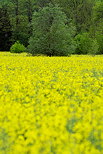 Image de la campagne en jaune et vert au printemps