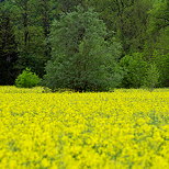 Photographie d'un arbre dans des fleurs de colza