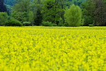 Image du printemps dans un champ de colza en Haute Savoie