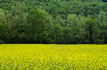 Photo d'un paysage rural avec un champ de colza en fleurs devant des arbres verts