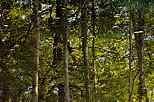 Photo de reflets d'arbres sur la surface d'un tang