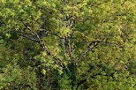 Photo of an ash tree in the light of the first autumn day