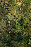 Photographie d'un vieux frêne encore vert en automne