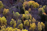 Photograph of the autumn colors on the mountain forest