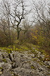 Image du lapiaz de Chaumont en automne - Haute Savoie