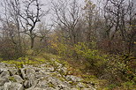 Photograph of the autumn on the lapies in Chaumont