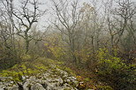 Image du lapiaz de Chaumont en Haute Savoie sous la brume d'automne