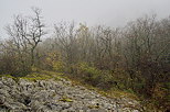 Misty autumn mood on the lapies in Chaumont