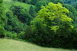 Image of a green landscape in the french countryside the last day of springtime