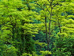 Image with springtime foliage in the french countryside near Frangy