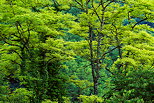 Photo of trees with springtime colors