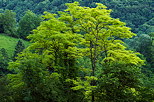 Photo of trees with beautiful green springtime foliage