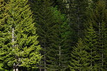 Photograph of coniferous trees in Aravis mountains