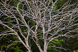 Photo des branches tortueuses et enlacées d'un vieil arbre mort