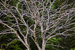 Photo of the winding branches of a dead tree