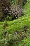 Photographie d'un vieil arbre dans la verdure du Massif des Aravis