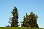 Image of a rising moon between two trees