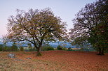 Photograph of the lime trees of Chaumont castle