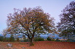 Image of the surrounding of Chaumont castle in dusk light