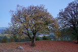 Photograph of a lime tree at blue hour