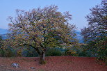 Photographie d'un tilleul aux feuilles jaunies dans la lumire bleue du crpuscule