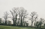 Photograph of autumn trees against a white misty background