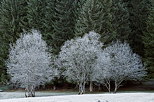 Image des arbres du Haut Bugey couverts de givre un matin d'automne