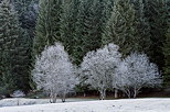 Image d'arbres blanchis per le givre d'un matin d'automne dans le Haut Bugey