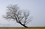 Photo d'un arbre dans le brouillard d'un dbut d'hiver