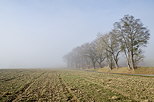 Image d'un paysage brumeux sur le plateau des Daines un matin d'hiver