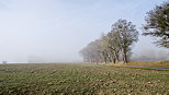 Paysage du plateau des Daines dans le brume d'un matin d'hiver